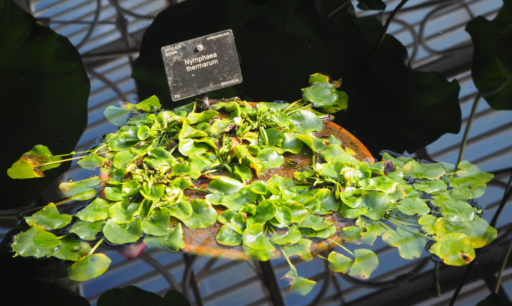 nyphaea thermarum the worlds smallest water lily has green leaves and small white flowers